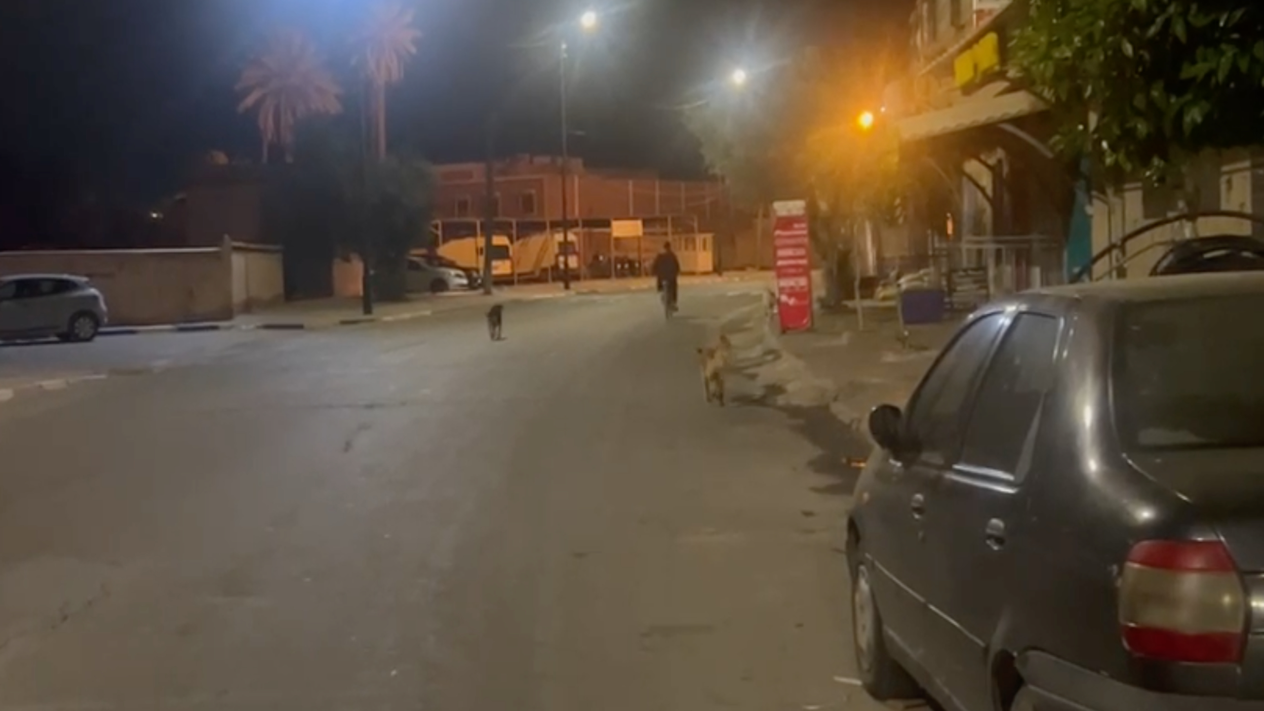بالفيديو.. الكلاب الضالة تُهدد سكان منطقة النخيل مراكش وسائحة أجنبية تنجو من مطاردة