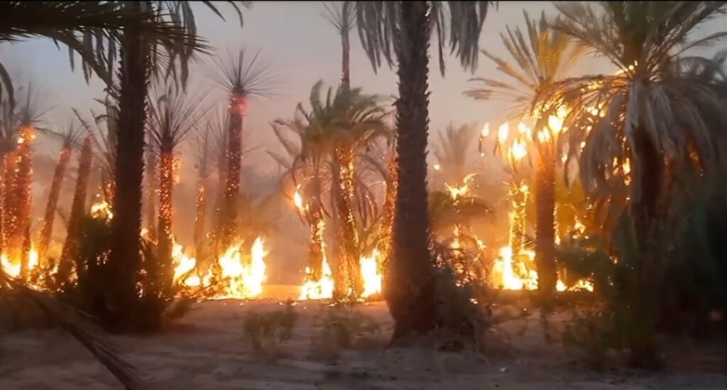 حريق يلتهم 15 نخلة بواحة القصابي بطاطا.. والتدخل السريع يحد من الخسائر