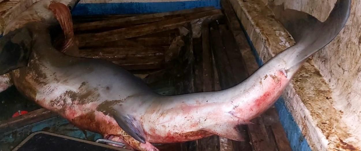 اقليم الصويرة.. الدرك الملكي بأقرمود يضبط 62 كيلوغراماً من سمك “القرش” غير المصرح به