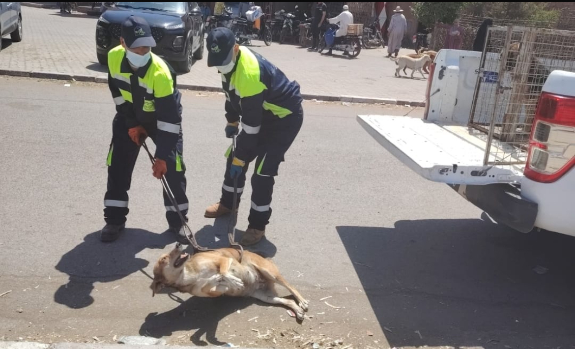 سلطات تحناوت تنفذ حملة لمكافحة الكلاب الضالة بتمصلوحت بعد حادثة هجوم على مواطن
