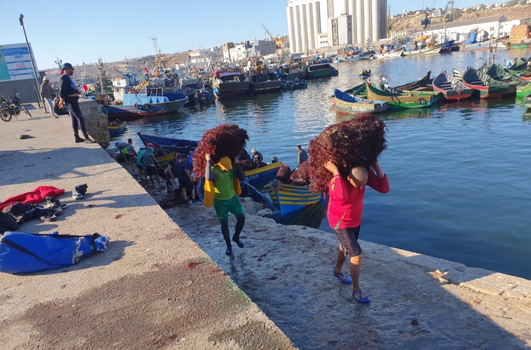 قوارب الصيد تستهدف أزيد من 2000 طن من الطحالب سواحل الدائرة البحرية بآسفي