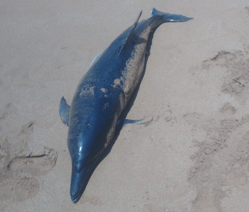 العثور على دلفين نافق بشاطئ البدوزة بآسفي يستنفر السلطات +صورة