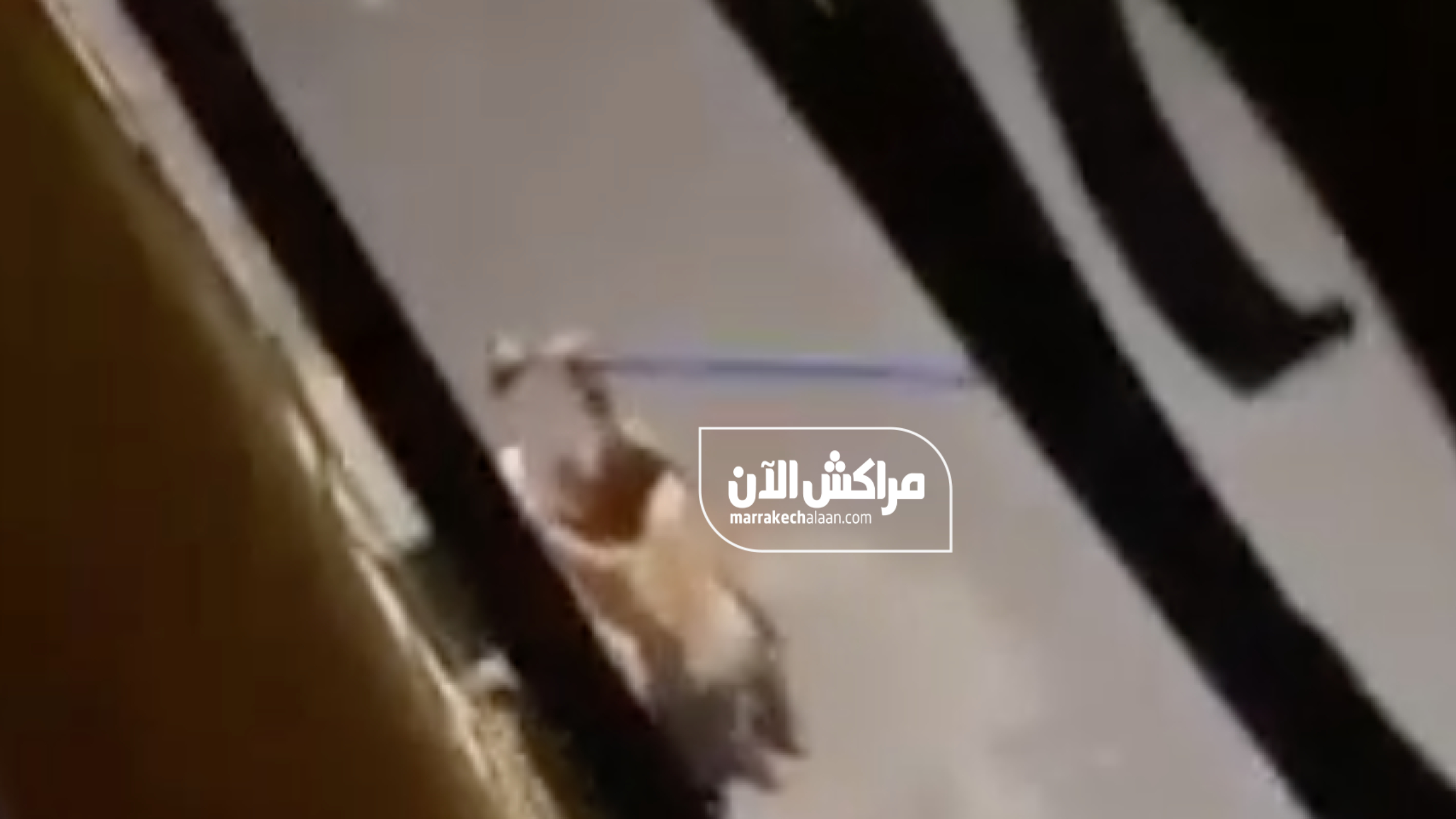 بالفيديو.. شاب هائج يهاجم منازل ويحطم كاميرات المراقبة بمراكش