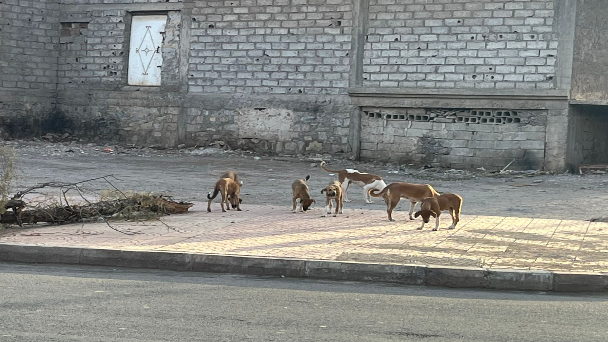 سكان حي امرشيش مراكش يطالبون بالتدخل لمواجهة انتشار الكلاب الضالة