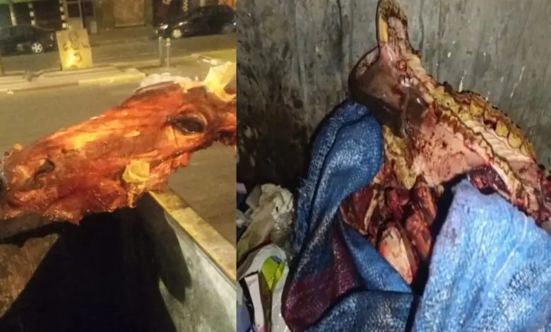 الدار البيضاء.. العثور على بقايا حمار في حاوية أزبال يثير قلقاً من تهديد الأمن الغذائي