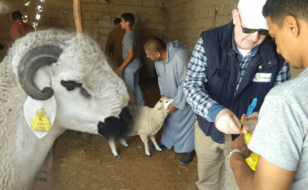 انطلاق عملية ترقيم الأغنام والماعز بمراكش لتعزيز الأمن الصحي والاقتصادي