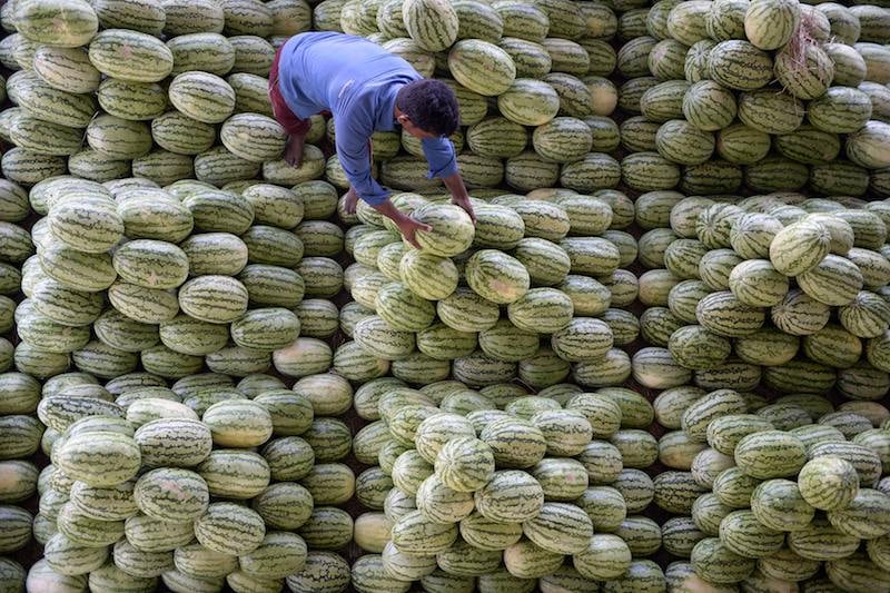 بعد قفزة بصادرات تجاوزت 53%.. المغرب ثاني مزود للبطيخ في أوروبا