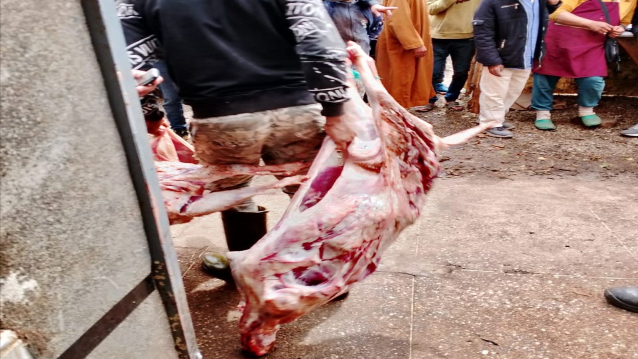 سلطات قلعة السراغنة تحجز 7 خراف “سكايط” وتتلفها حرقاً لحماية الصحة العامة