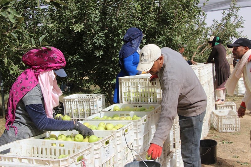 إنتاج 885 ألف طن من التفاح سنويا يعزز التنمية بالمناطق الجبلية