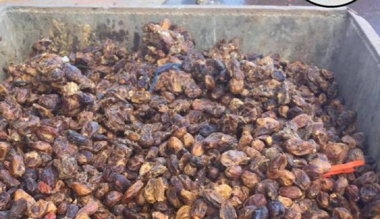 خريبكة.. الدرك الملكي يحجز طناً من التمور الفاسدة المخصصة للتوزيع خريبكة.. الدرك الملكي يحجز طناً من التمور الفاسدة المخصصة للتوزيع