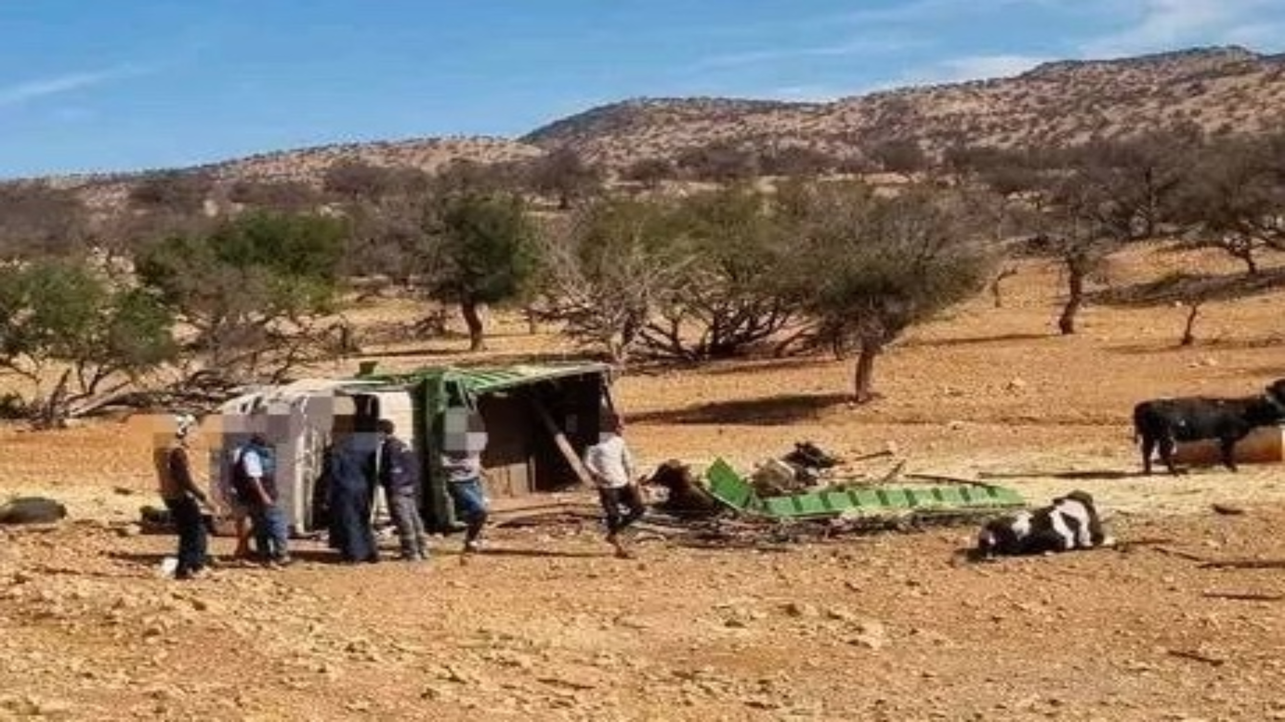 حادث سير خطير.. انقلاب شاحنة مواشي بالمدخل الشمالي لتمنار المتجه نحو الصويرة