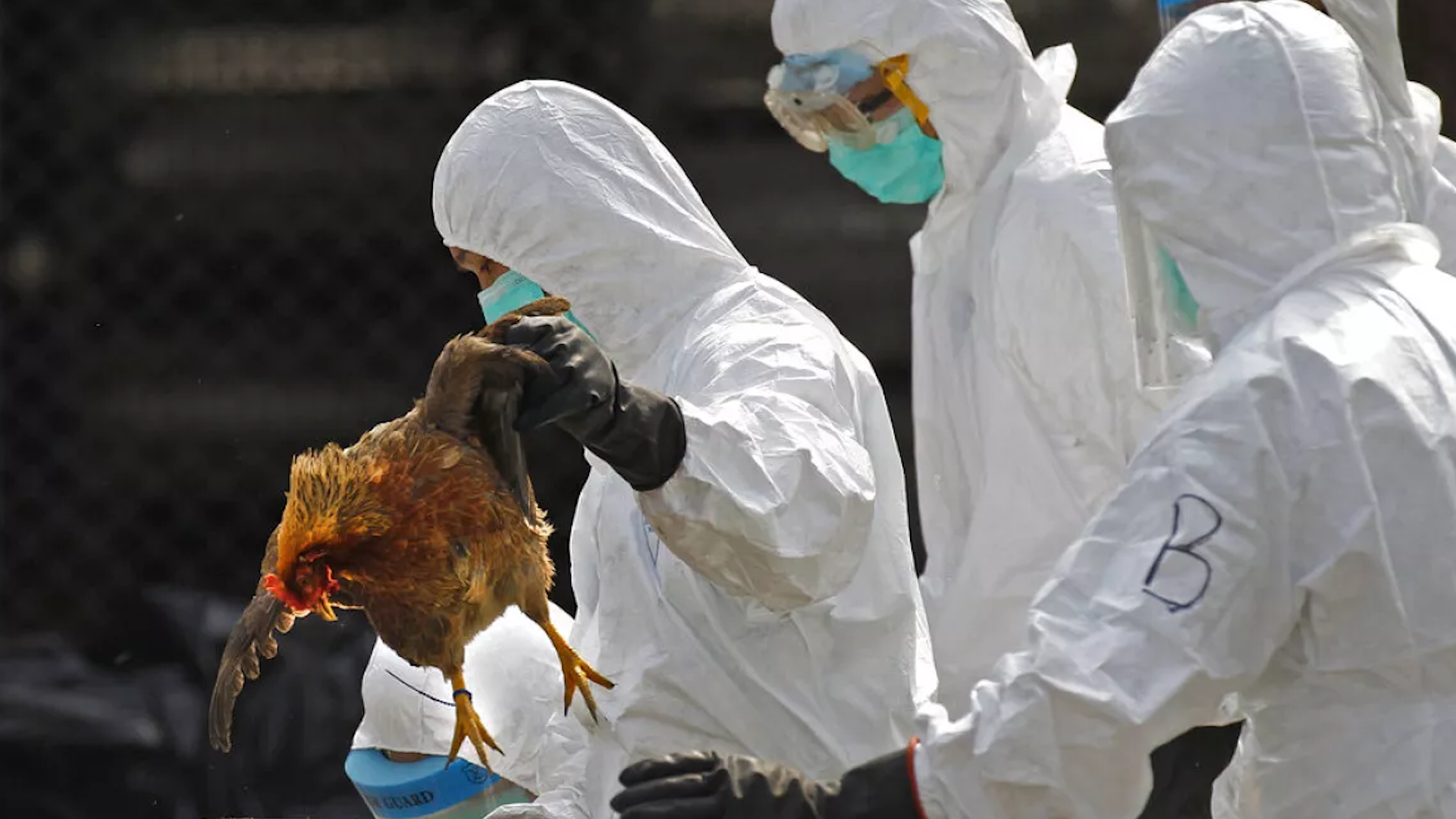 الولايات المتحدة تسجل أول وفاة بإنفلونزا الطيور H5N5.. رجل مُسن في واشنطن يفارق الحياة