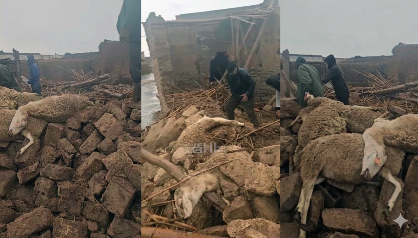 تسلطانت.. انهيار إسطبل يودي بحياة أزيد من 30 رأساً من الأغنام بدوار “زمران”