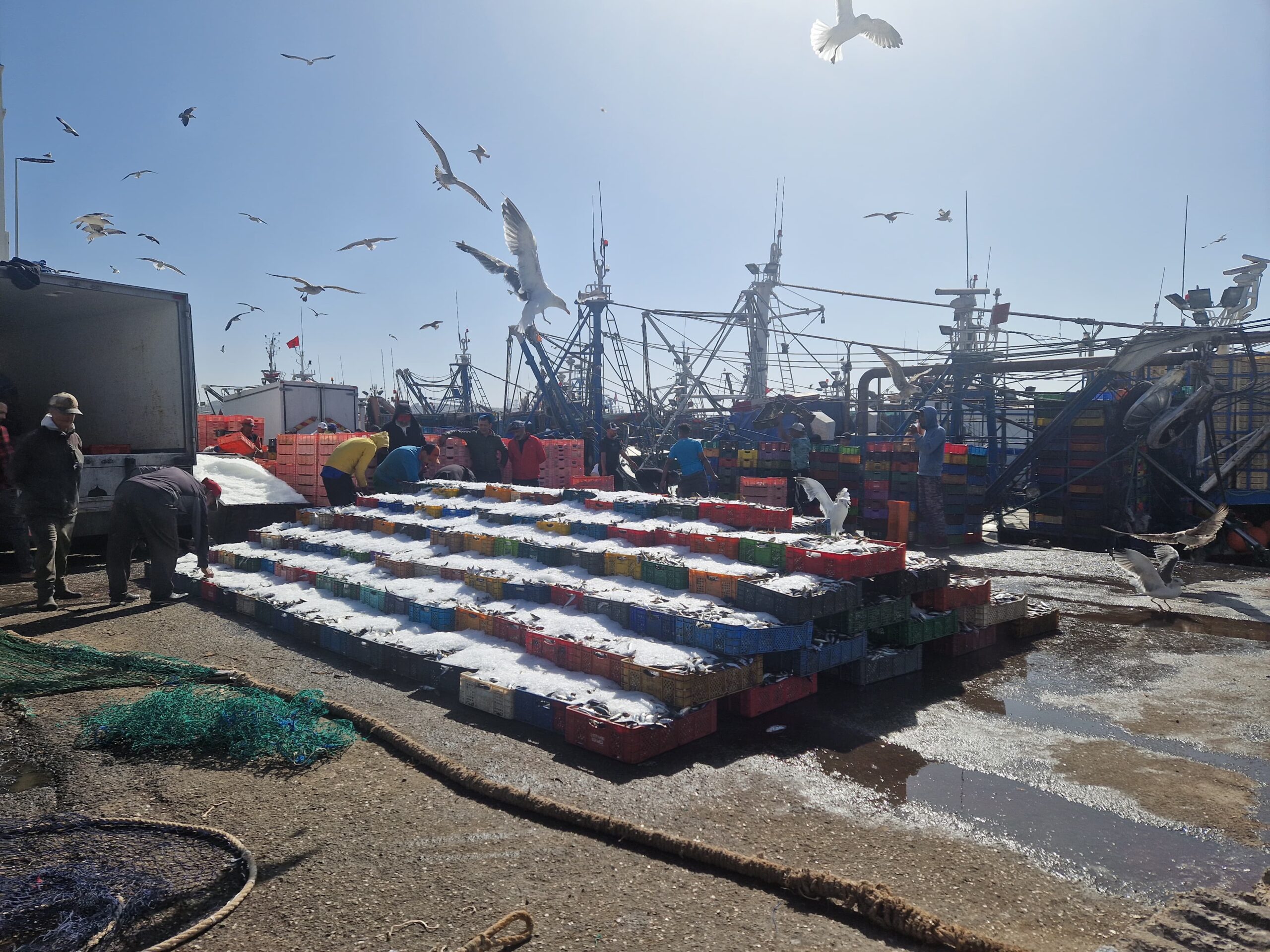 إغلاق منطقة بسواحل آسفي في وجه مراكب السردين طيلة شهر ونصف