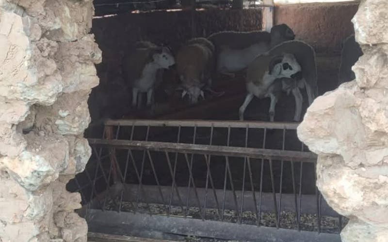 “فراقشية” قلعة السراغنة يسطون على 65 رأساً من الأغنام بدوار “أولاد بومنيع”