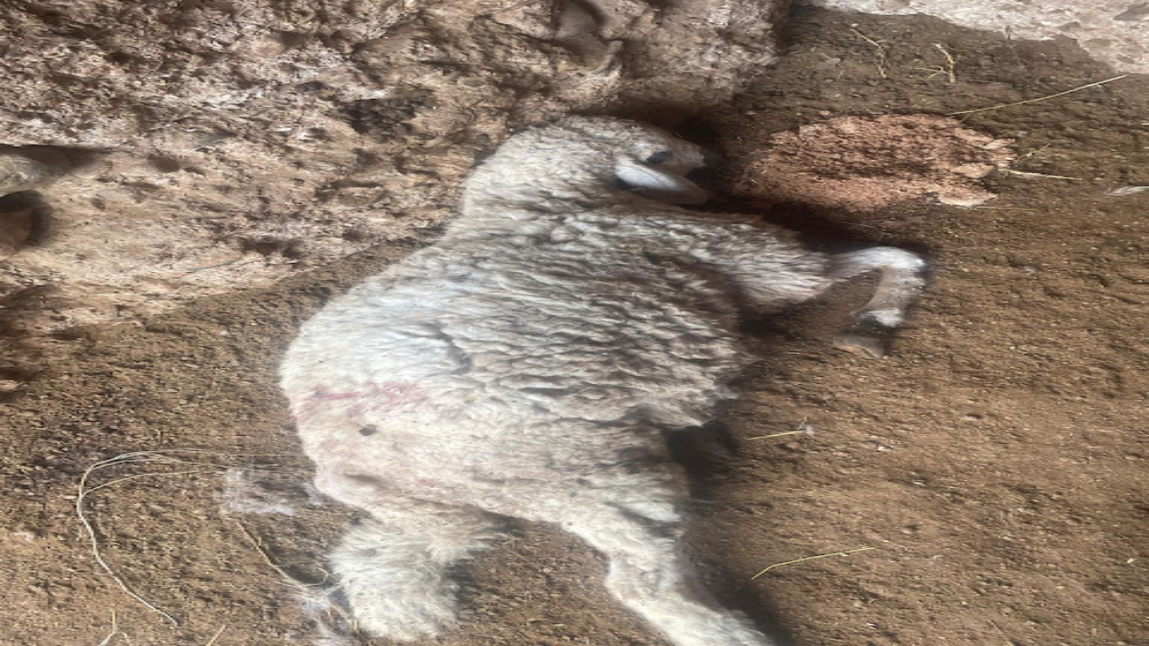 “كلاب ضالة” تفتك بقطيع أغنام باقليم الحوز