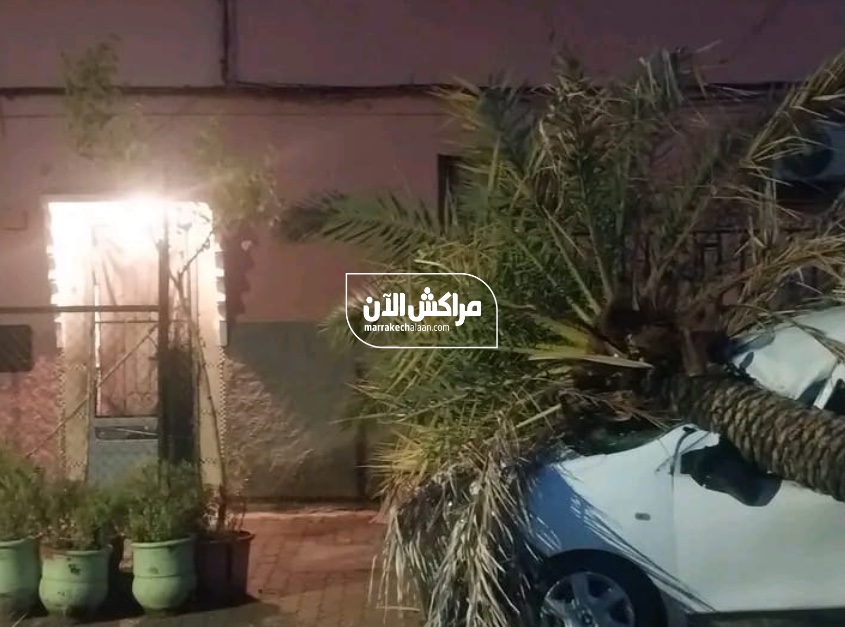 مراكش.. سقوط “نخلة معمرة” بمنطقة الداوديات يخلف خسائر مادية