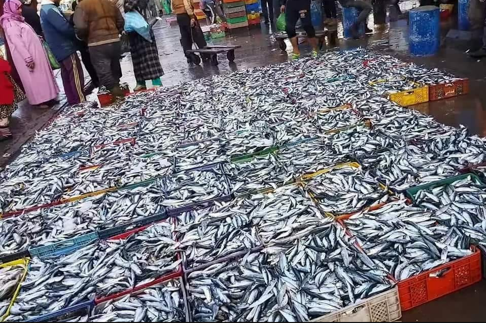 تدابير استباقية لضمان استقرار أسعار السردين في الأسواق قبيل رمضان
