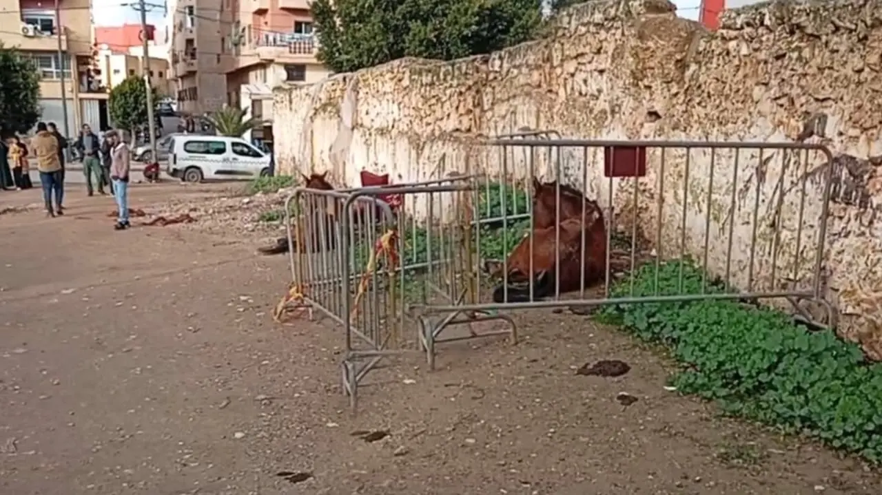 سطات.. حصان “هائج” يرسل عون سلطة إلى المستعجلات ويستنفر المصالح المحلية