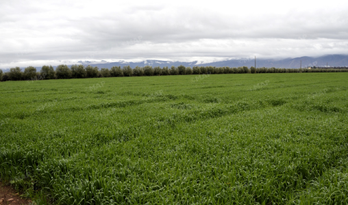 التساقطات المطرية المهمة تُبشّر بموسم فلاحي جيد بجهة بني ملال – خنيفرة