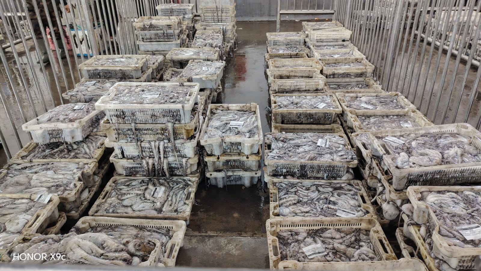 رغم التقلبات الجوية.. مبيعات الأخطبوط تناهز 7 ملايين درهم بميناء آسفي +صور