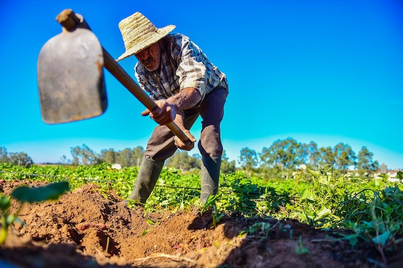 التساقطات المطرية حسنّت سلاسل الإنتاج الفلاحي بجهة مراكش ـ آسفي