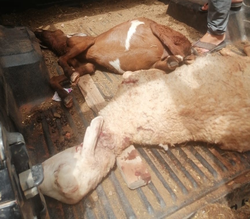 “هجوم ليلي” لكلاب ضالة يفتك بقطيع باقليم الحوز