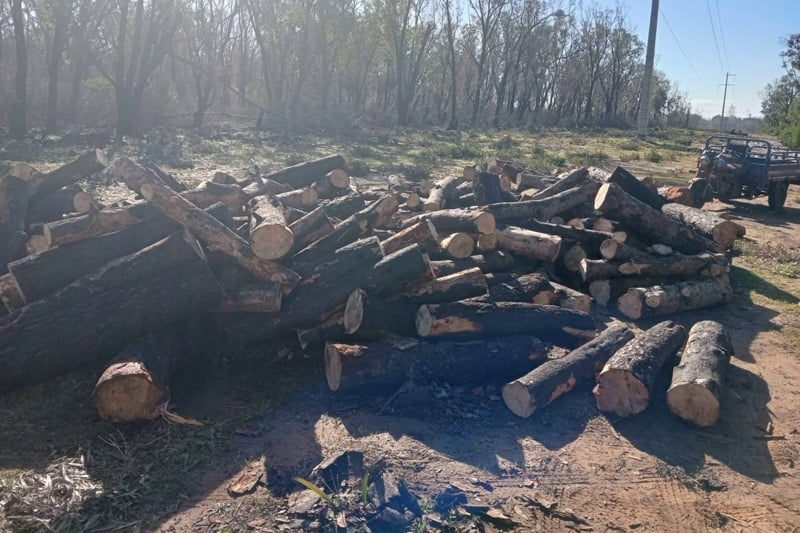 إيقاف قاصر متلبسا بسرقة أخشاب غابة كزناية على “تريبورتر”