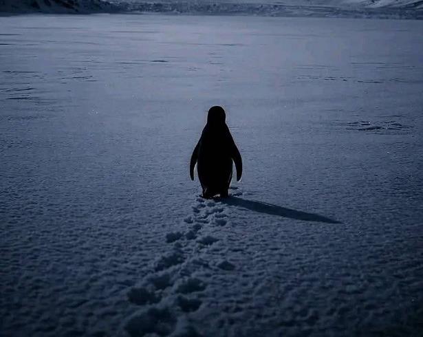 قصة البطريق الذي تصدر الترند