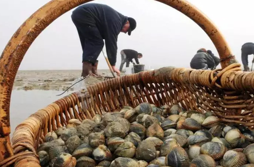 تلوث بكتيري يحظر جمع وتسويق الصدفيات بمنطقة “كاب بدوزة” بآسفي