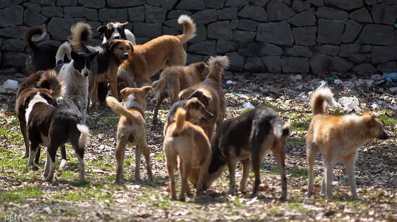 الكلاب تنهش رضيعاً أمام عيني والدته والأمن يتدخل