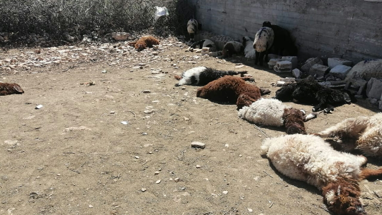 أزمة “نفوق غامض” تضرب قطيع الأغنام بـ”تيزي أوسم” واستنفار في صفوف مربي الماشية بأسني