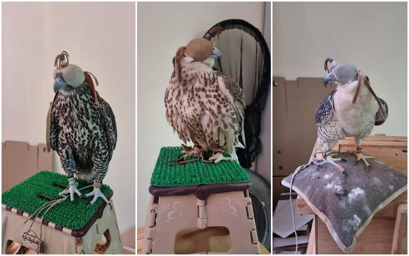 أمن مطار مراكش يحجز صقوراً ويحيلها على مديرية المياه والغابات