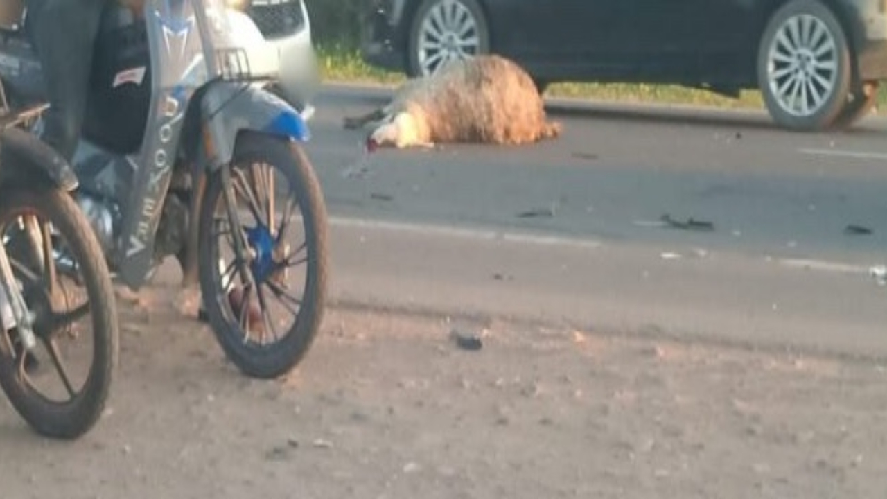 أربعاء السويهلة.. السرعة المفرطة تنهي حياة قطيع من الأغنام وتخلف خسائر مادية