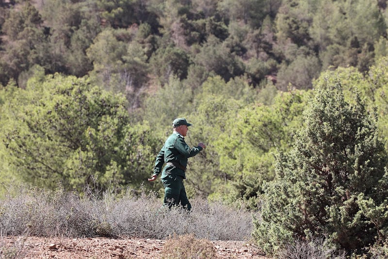 الوكالة الوطنية للمياه والغابات تنفي قطع أشجار بغابة المعمورة
