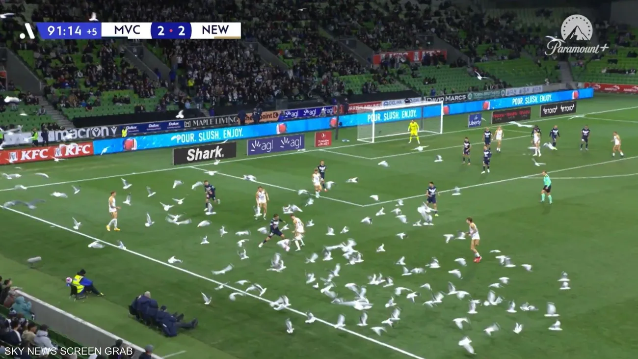 أسراب الطيور تغزو مباراة كرة قدم في “مشهد جنوني”