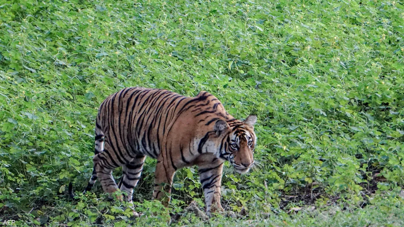 بهجوم مباغت.. نمر يقتل طفلا في الهند
