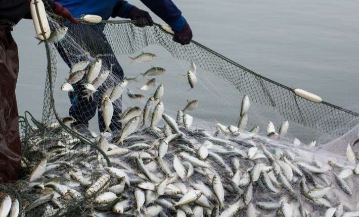 انتعاش قطاع الصيد بآسفي.. مفرغات السردين تتجاوز 4000 طن في ظرف أسبوع