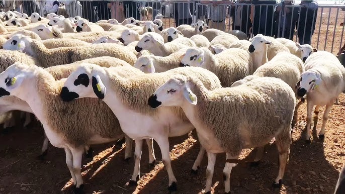 عيد الأضحى.. أزيد من 1,4 مليون رأس من الأغنام والماعز موجهة للأسواق بجهة مراكش ـ آسفي