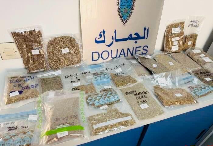 اعتقال “زماكري” وحجز أزيد من 205 آلاف حبة من بذور “الكيف”