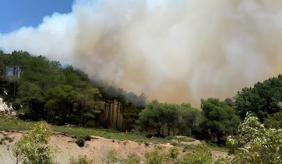 جهة مراكش-آسفي تعزز جاهزيتها لمواجهة حرائق الغابات مع بداية الصيف وحماية أكثر من 672 ألف هكتار