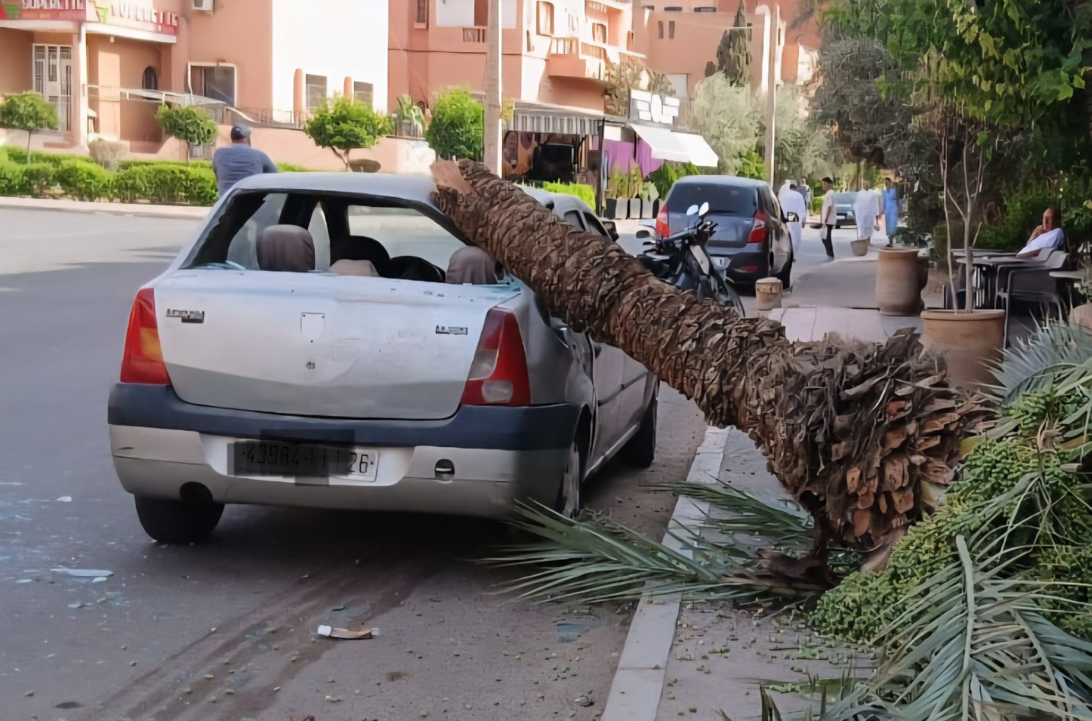 مراكش.. سقوط نخلة على سيارة بحي سيدي عباد دون تسجيل إصابات