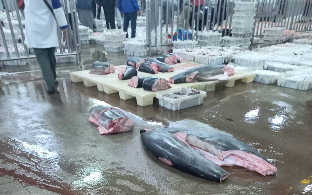 معطيات جديدة بشأن حجز وإتلاف أزيد من نصف طن من الأسماك بسوق المحاميد بمراكش
