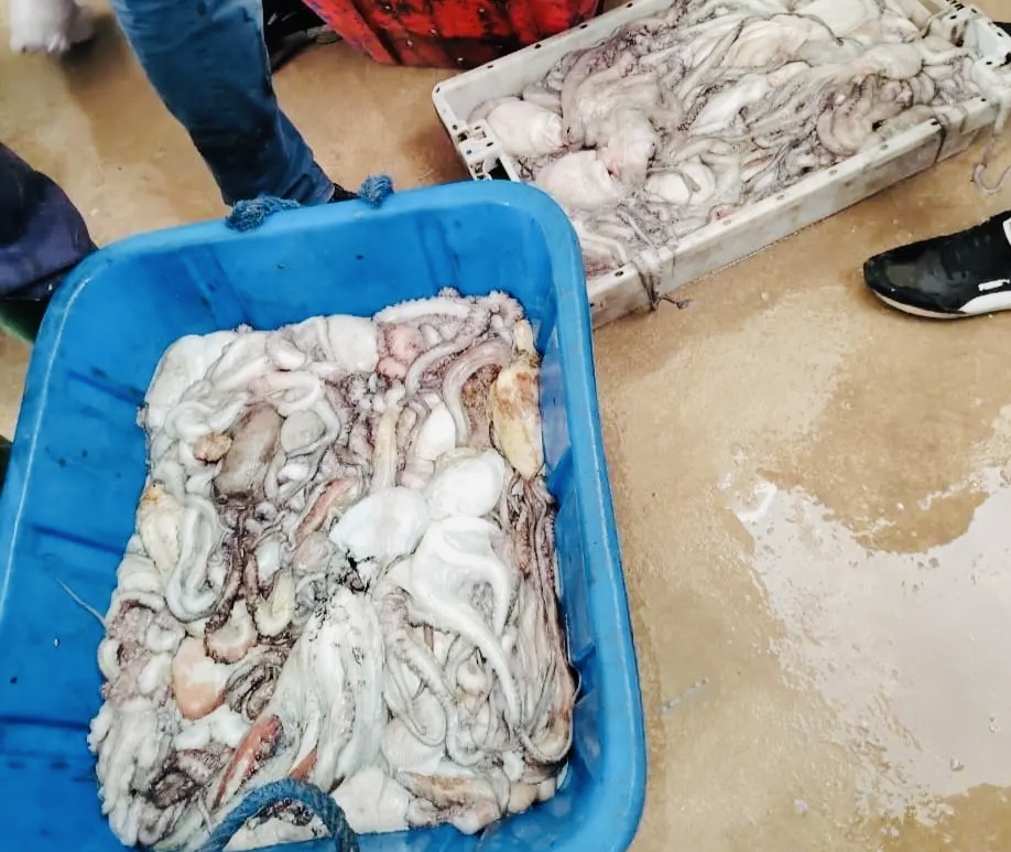 خارج “الكوطا”.. حجز شحنة أخطبوط تورط قارب صيد