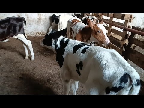 سرقة عجل من إسطبل ضواحي مراكش والتحقيقات متواصلة لكشف ملابسات الواقعة