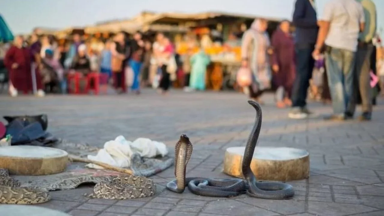 تدخل أمني ينهي خلافاً بين مروضي أفاعي بساحة جامع الفنا بمراكش