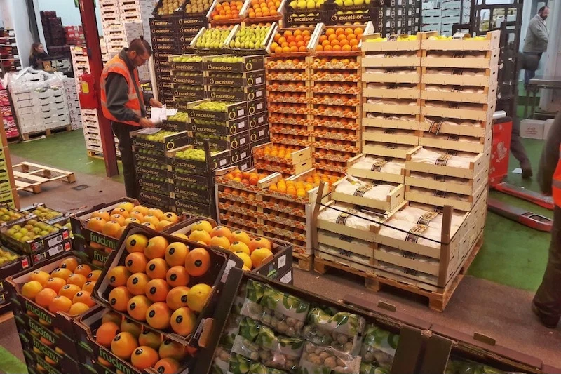 بقيمة 890 مليون أورو.. واردات إسبانيا من الخضر والفواكه المغربية تتجاوز 303 آلاف طن