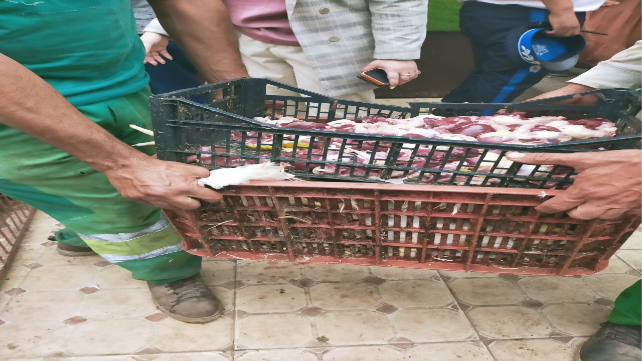 إتلاف كميات من المواد الغذائية واللحوم غير الصالحة للاستهلاك بسوق «إزيكي» مراكش