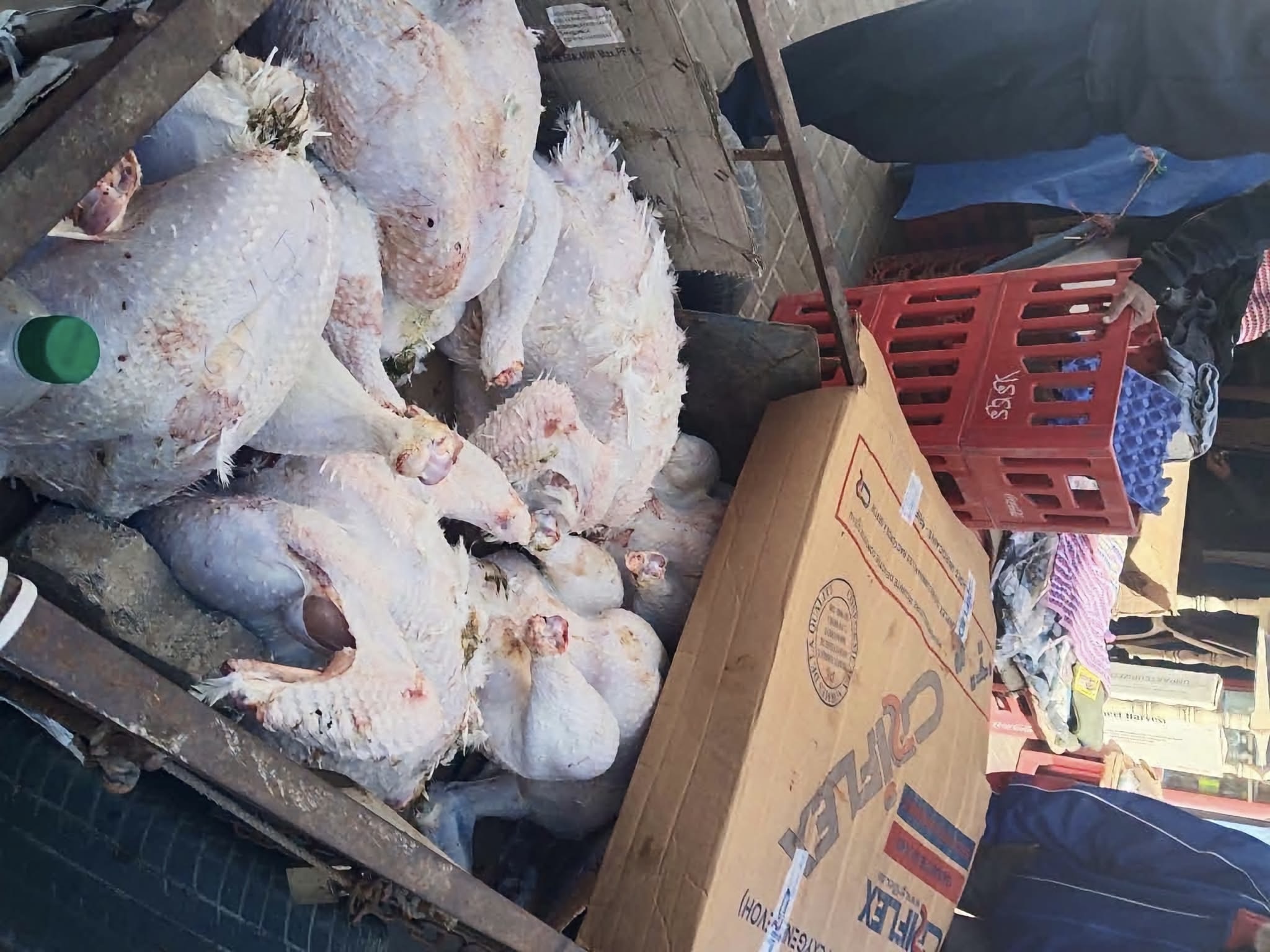 الشرطة الإدارية بجماعة الصويرة تحجز 120 كيلوغراما من الديك الرومي غير صالح للإستهلاك